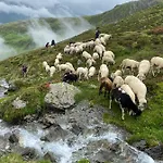 Bergler Hoamat Нафис