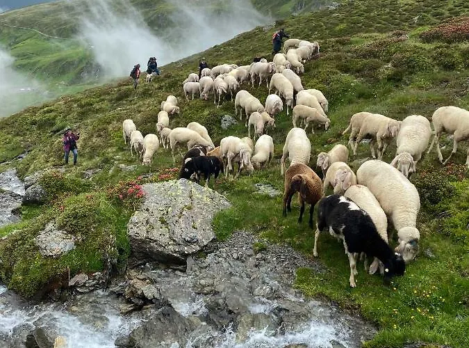 Bergler Hoamat Navis