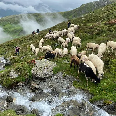 Bergler Hoamat Navis